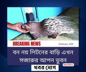 বন নয় লিটনের বাড়ি এখন সজারুর আপন ভুবন