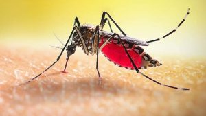 ডেঙ্গুতে আরও একজনের মৃত্যু, হাসপাতালে ৬৬৪